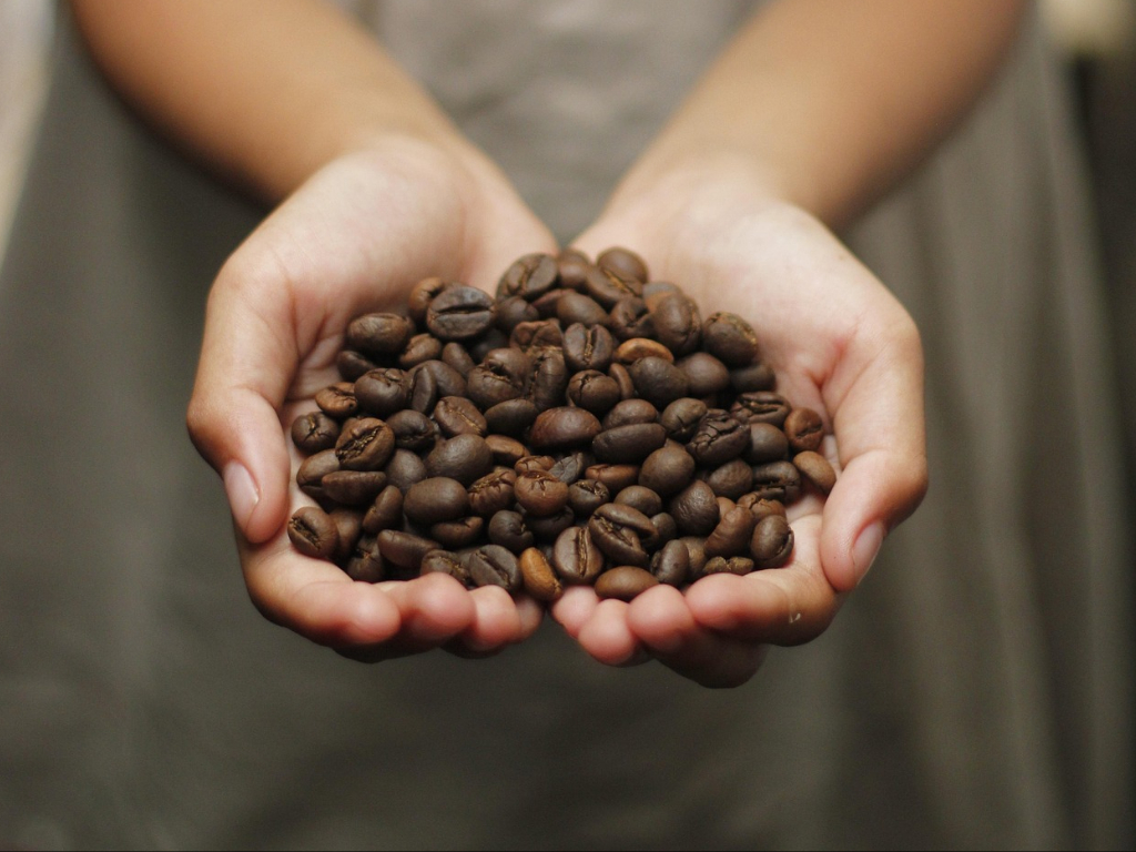 Coffee farming in Chiapas, Mexico